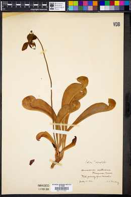 Sarracenia psittacina image