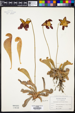 Sarracenia psittacina image