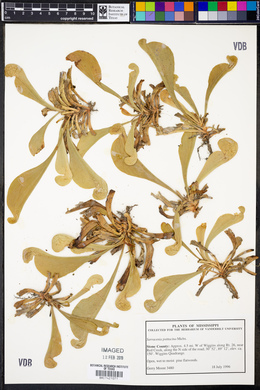 Sarracenia psittacina image
