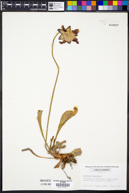Sarracenia psittacina image
