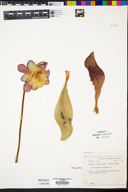 Sarracenia purpurea image