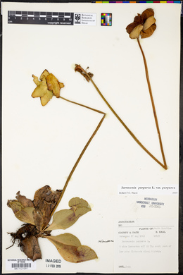 Sarracenia purpurea var. purpurea image