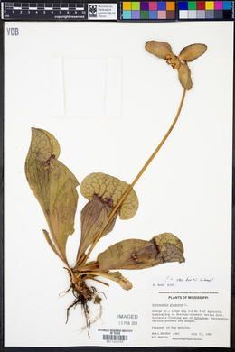 Sarracenia purpurea var. burkii image