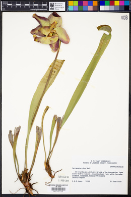 Sarracenia rubra image