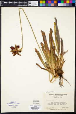 Sarracenia rubra image