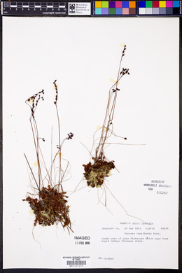 Drosera capillaris image