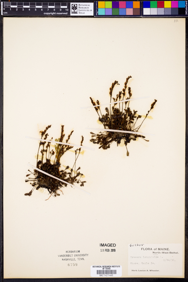 Drosera longifolia image