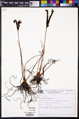 Drosera graminifolia image