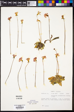 Pinguicula primuliflora image