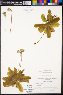 Pinguicula primuliflora image