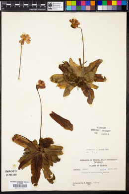 Pinguicula primuliflora image