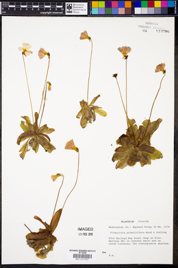 Pinguicula primuliflora image