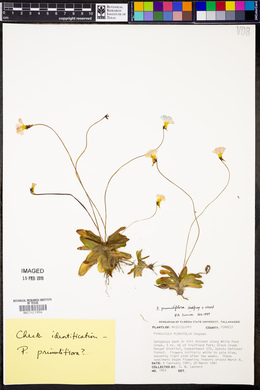 Pinguicula primuliflora image