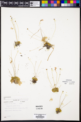 Pinguicula pumila image