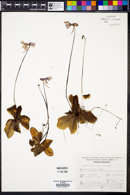 Pinguicula macrophylla image