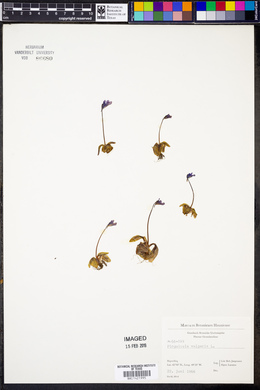 Pinguicula vulgaris image