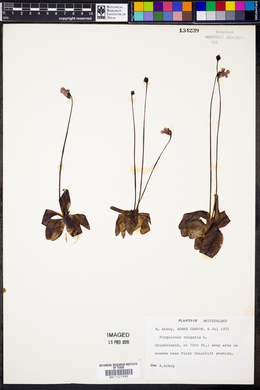 Pinguicula vulgaris image