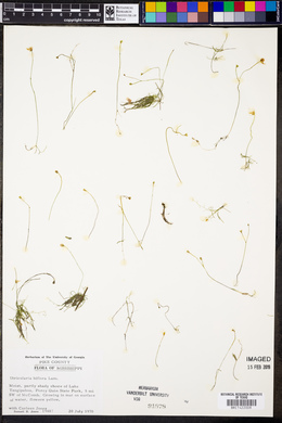 Utricularia gibba image