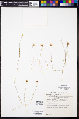 Utricularia gibba image