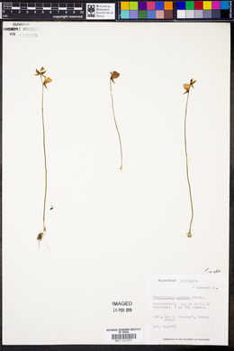 Utricularia cornuta image