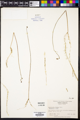 Utricularia gibba image