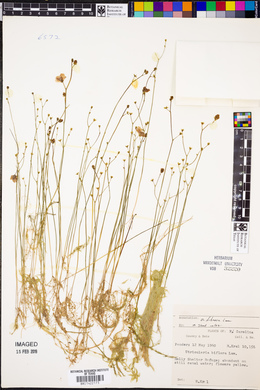 Utricularia gibba image