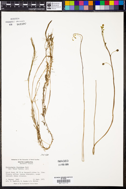 Utricularia floridana image