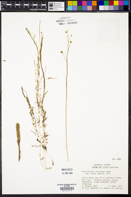 Utricularia floridana image