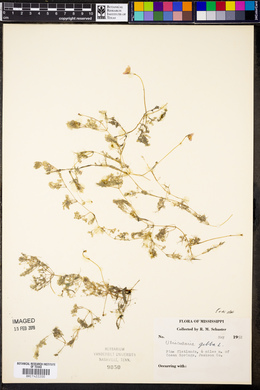 Utricularia gibba image