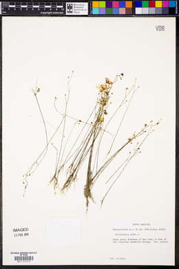 Utricularia gibba image