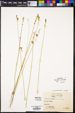 Utricularia juncea image