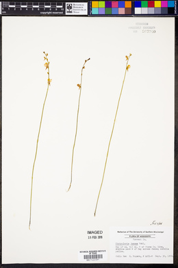 Utricularia juncea image