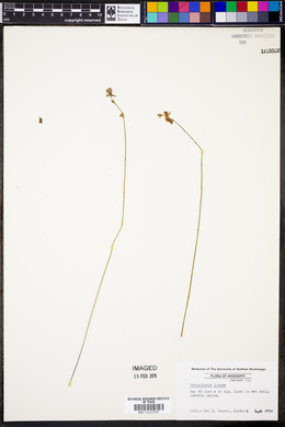 Utricularia juncea image