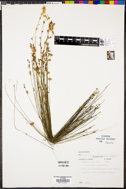 Utricularia juncea image