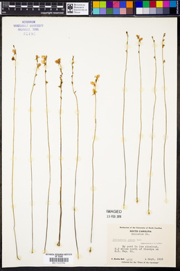 Utricularia juncea image