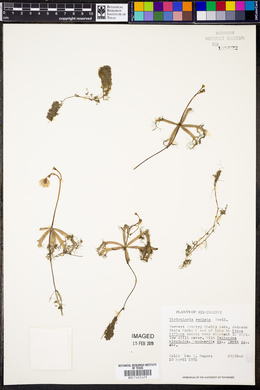 Utricularia radiata image