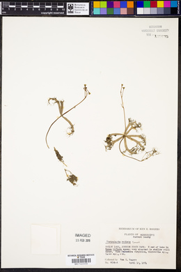 Utricularia radiata image