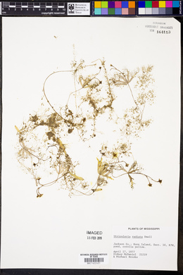 Utricularia radiata image