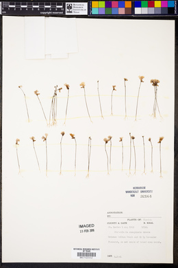 Utricularia resupinata image