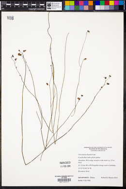 Utricularia hispida image