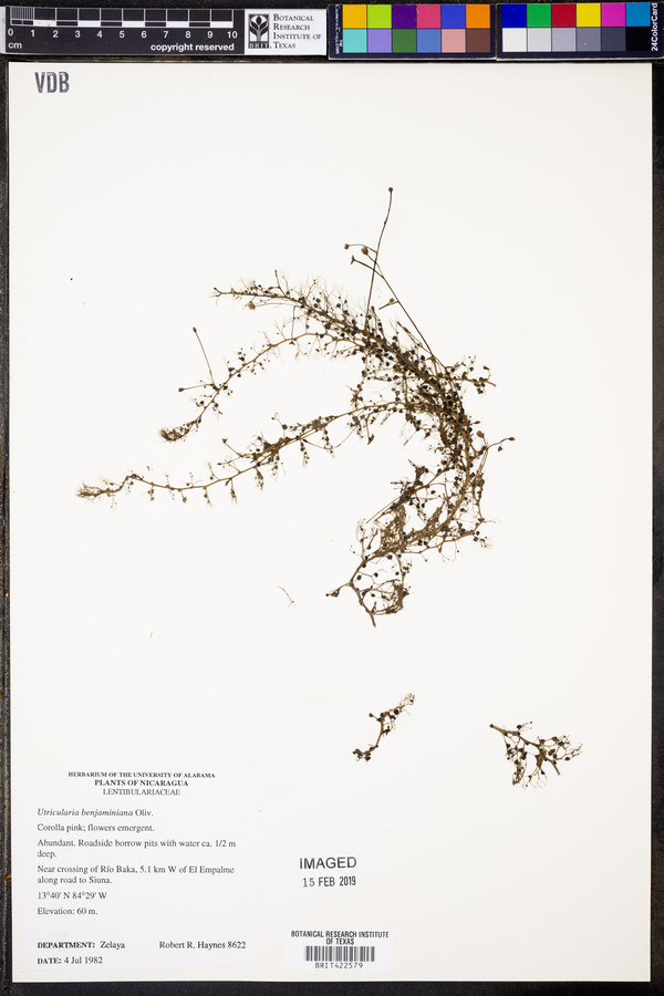 Utricularia benjaminiana image