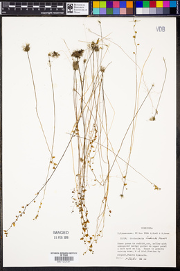 Utricularia fimbriata image