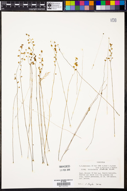 Utricularia fimbriata image