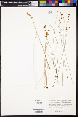 Utricularia fimbriata image