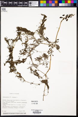 Utricularia foliosa image