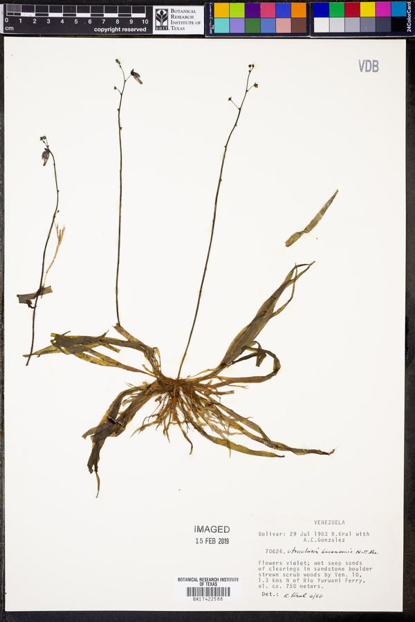 Utricularia guyanensis image