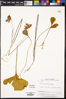 Utricularia humboldtii image