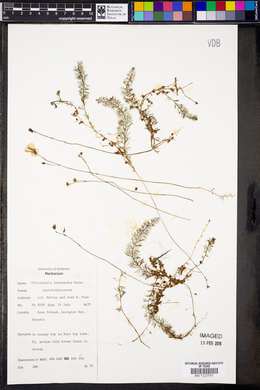 Utricularia intermedia image