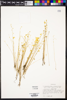 Utricularia juncea image