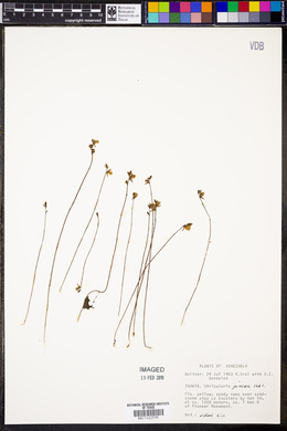 Utricularia juncea image